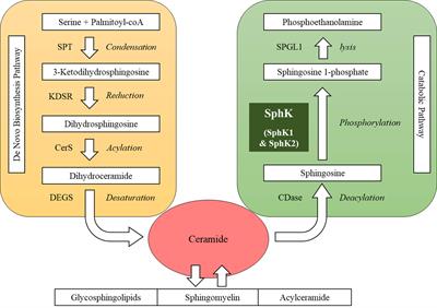 Role of Sphingosine Kinase in Type 2 Diabetes Mellitus